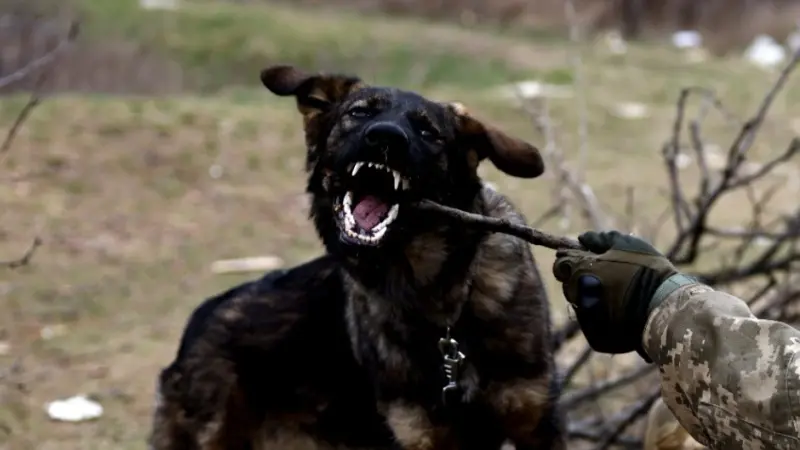 وفاة طفل في ريف دمشق بعد أن هاجمته حيوانات مفترسة