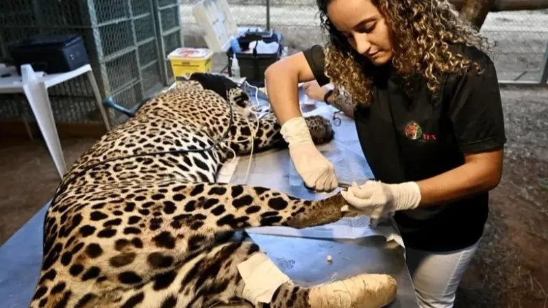 مهددة بالانقراض.. نمور الجاكوار تواجه خطر الحرائق في البرازيل