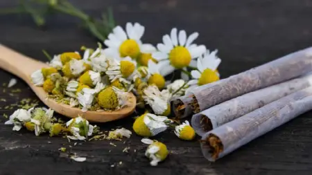 related_news_inside_blogs"البديل الصحي لسجائر التبغ".. ما الذي تخفيه السجائر العشبية؟