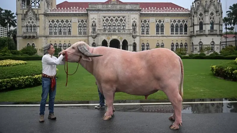 بيع جاموس في تايلاند بحوالى نصف مليون دولار