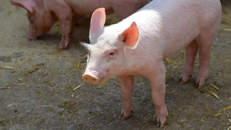 لماذا يرفض الجسم كلى الخنزير بعد زرعها؟