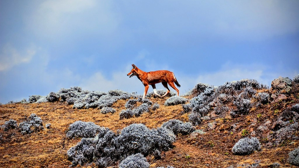 حديقة في إثيوبيا تتحول لوجهة سياحية بعد دخول اليونسكو 