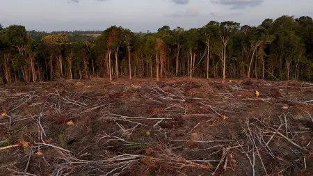 related_news_inside_blogsتقرير: تباطؤ إزالة الغابات الاستوائية.. والقلق لا يزال قائما