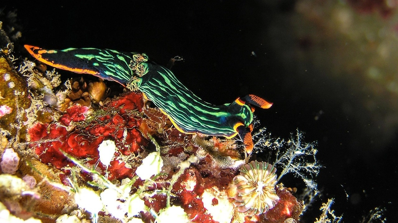 اكتشاف في أعماق المحيط يعيد كتابة قواعد الحياة البحرية 