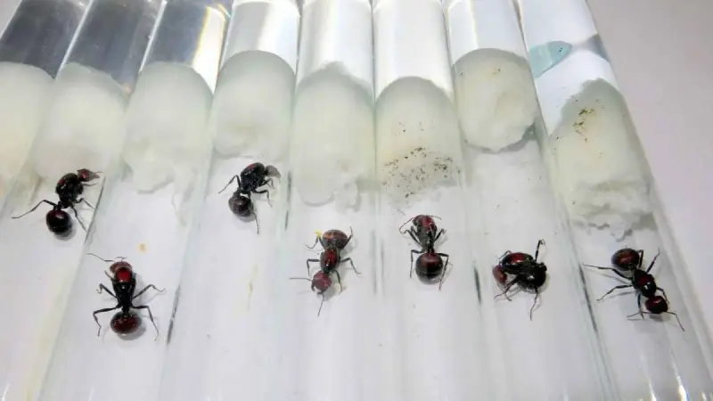 سجن صيني في كينيا حاول تهريب آلاف النمل