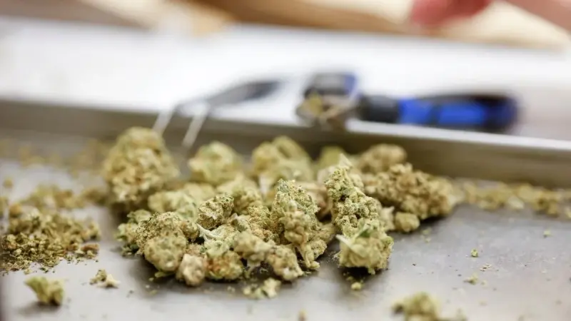 المعارضة الألمانية تتعهّد بإلغاء تقنين الحشيش