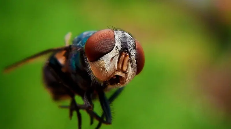 بعد وفاة شخصين في أوروبا.. مخاوف بشأن انتشار فيروس غرب النيل القاتل