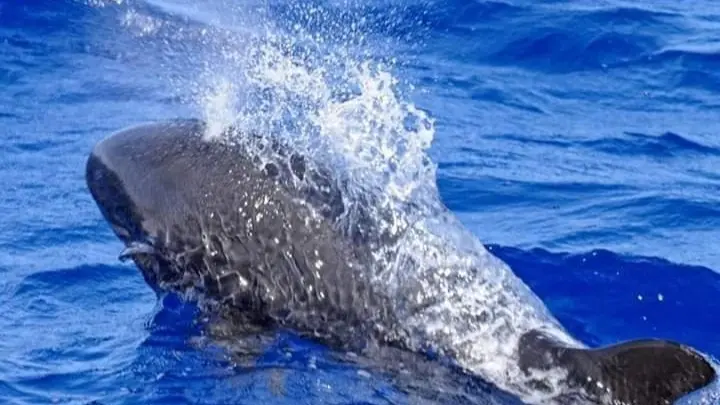 فيديو - مأساة بيئية في تسمانيا الأسترالية.. ما علاقة الحوت القاتل الكاذب؟