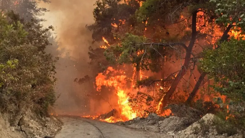 فيديو وصور - النيران تلتهم غابات سوريا.. والخسائر تطال المنازل والحقول
