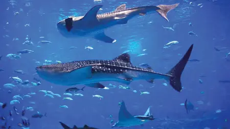 related_news_inside_blogsالقصة الكاملة لواقعة صيد القرش الحوتي بوحشية في مصر