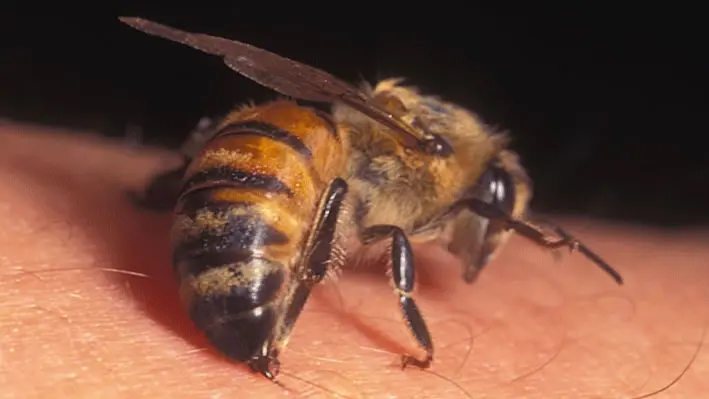 سمّ النحل.. أحد أبرز أسرار مكافحة الشيخوخة