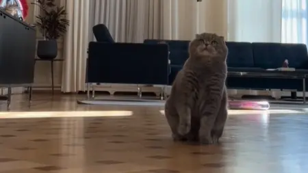 فيديو - أثناء مباحثات الناتو.. قط رئيس وزراء بلجيكا يخطف الأضواء
