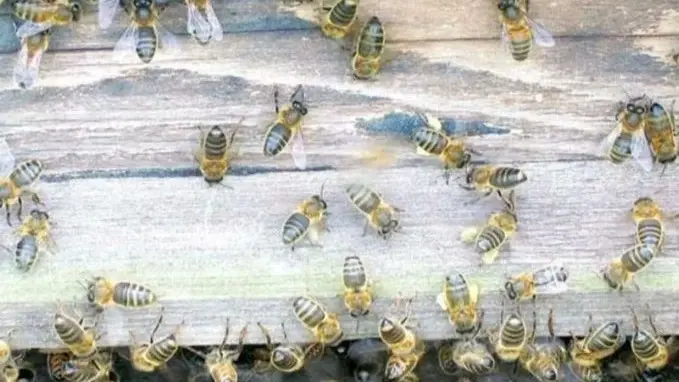 فيديو - مشهد لا يُصدّق.. امرأة تُحاصرها مئات النحل