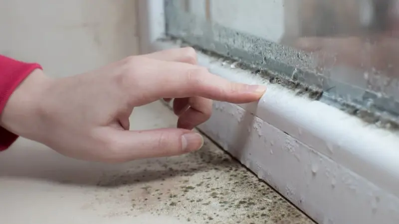 معلومات صادمة.. ما خطورة وجود العفن في المنزل؟