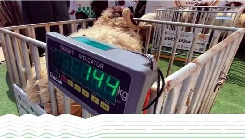 موعد تطبيق بيع المواشي الحية بالوزن.. تعرف إلى كافة التفاصيل