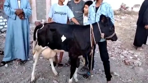 ما حقيقة "البقرة العجيبة" في مصر؟