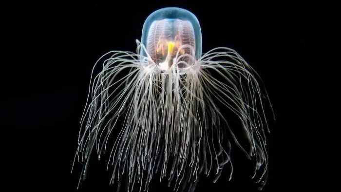 كائن بحري بحجم الإصبع يتحدى الشيخوخة ويذهل العلماء