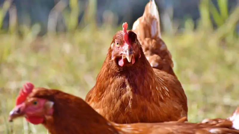 بعد اكتشاف حالات بشرية.. هل لقاحات إنفلونزا الطيور فعالة؟