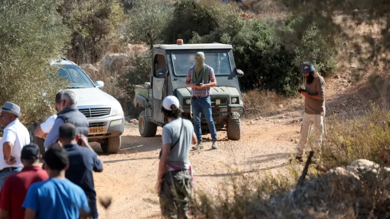 حقول الزيتون تتحول إلى صراع وجودي للفلسطينيين