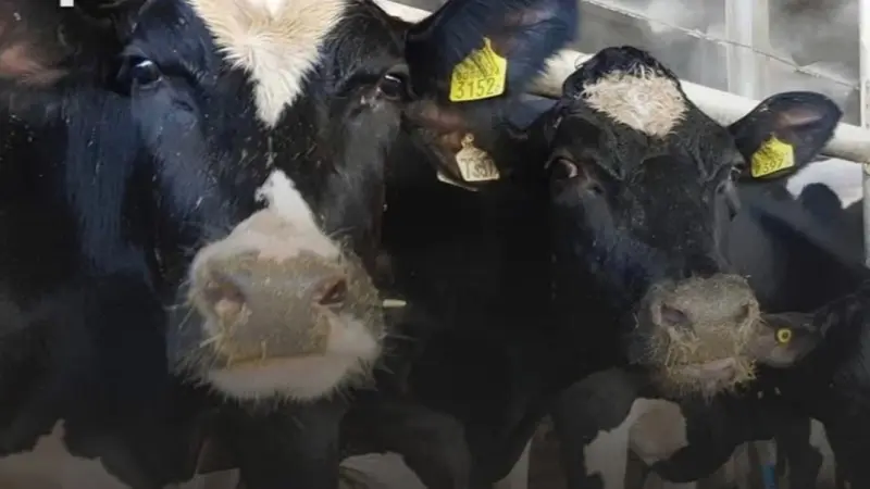 الوضع خارج السيطرة.. الحمى القلاعية تتفشى في العراق