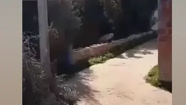 فيديو - تونس.. تفاصيل هروب نمر في صفاقس