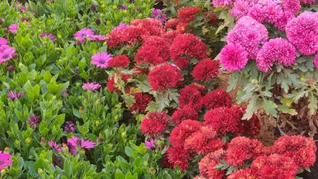 related_news_inside_blogsموعد معرض زهور الربيع 2026.. تفاصيل الافتتاح وأبرز الفعاليات