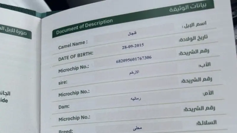 السعودية تطلق جواز سفر الإبل لهذه الأسباب