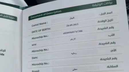 related_news_inside_blogsالسعودية تطلق جواز سفر الإبل لهذه الأسباب