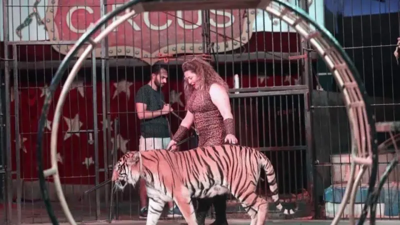 تفاصيل واقعة هجوم شبل على طفلة بسيرك مصر.. وقرار عاجل ضد لوبا الحلو