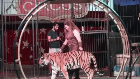 related_news_inside_blogsتفاصيل واقعة هجوم شبل على طفلة بسيرك مصر.. وقرار عاجل ضد لوبا الحلو