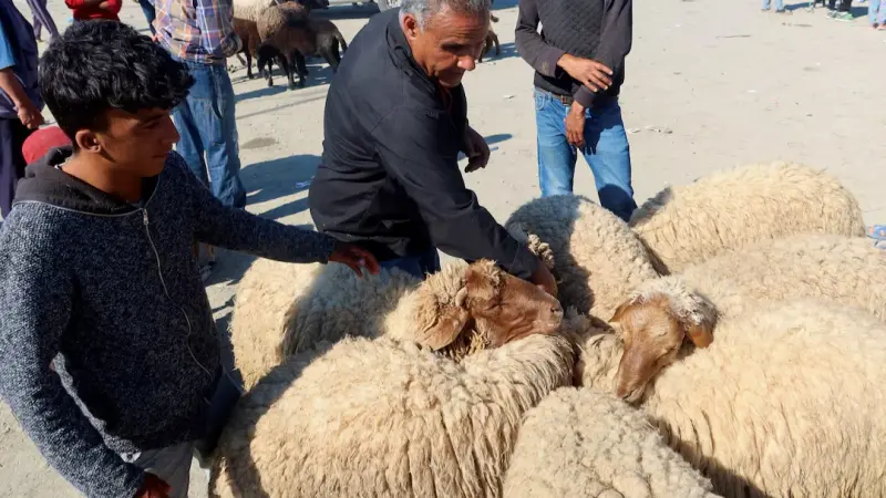 فيديو - عيد الأضحى في تونس يُنعش المهن الموسمية