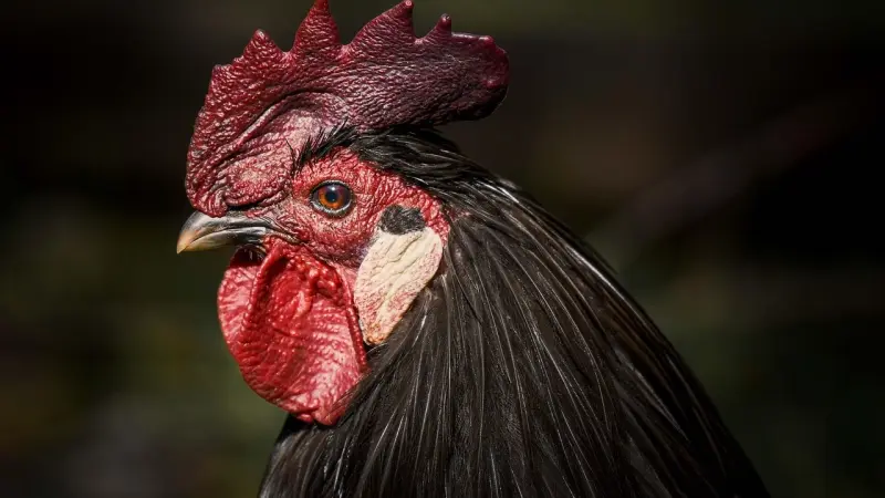 نوع مختلف من إنفلونزا الطيور يثير الذعر في واشنطن