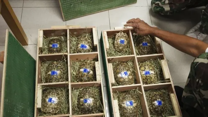 فيديو - الإنتربول تعلن تفكيك شبكة لتهريب السلاحف المحمية