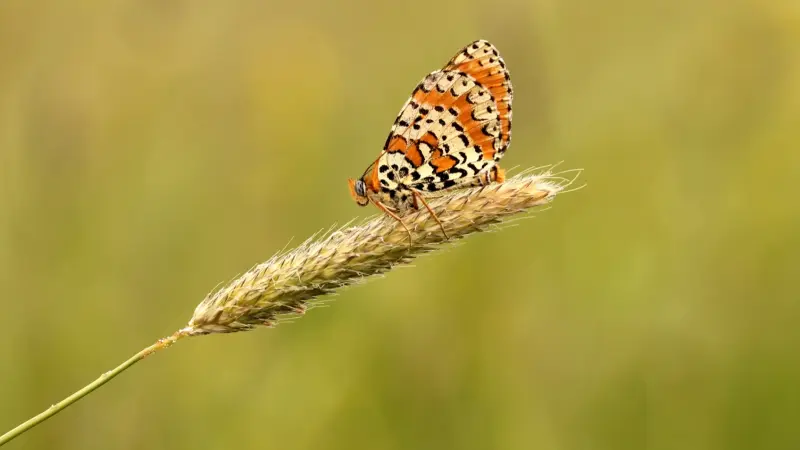 دراسة تقلب الموازين.. الفراشات لديها شحنات كهربائية قوية