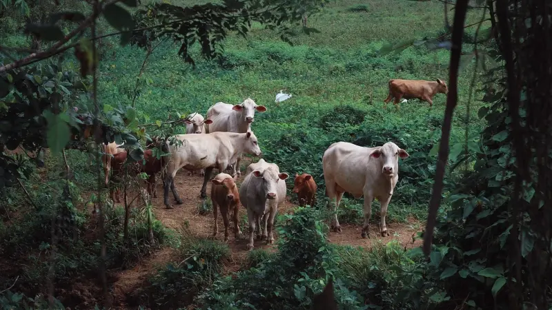 إغلاق مناجم ذهب في النيجر بعد نفوق حيوانات.. ما القصة؟