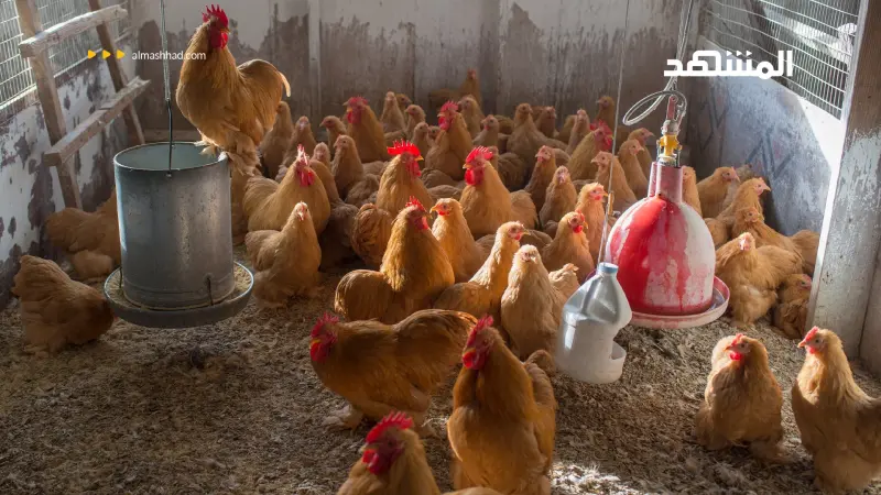 ارتفاع أسعار اللحوم والسلع الأساسية قبيل شهر رمضان في الأردن