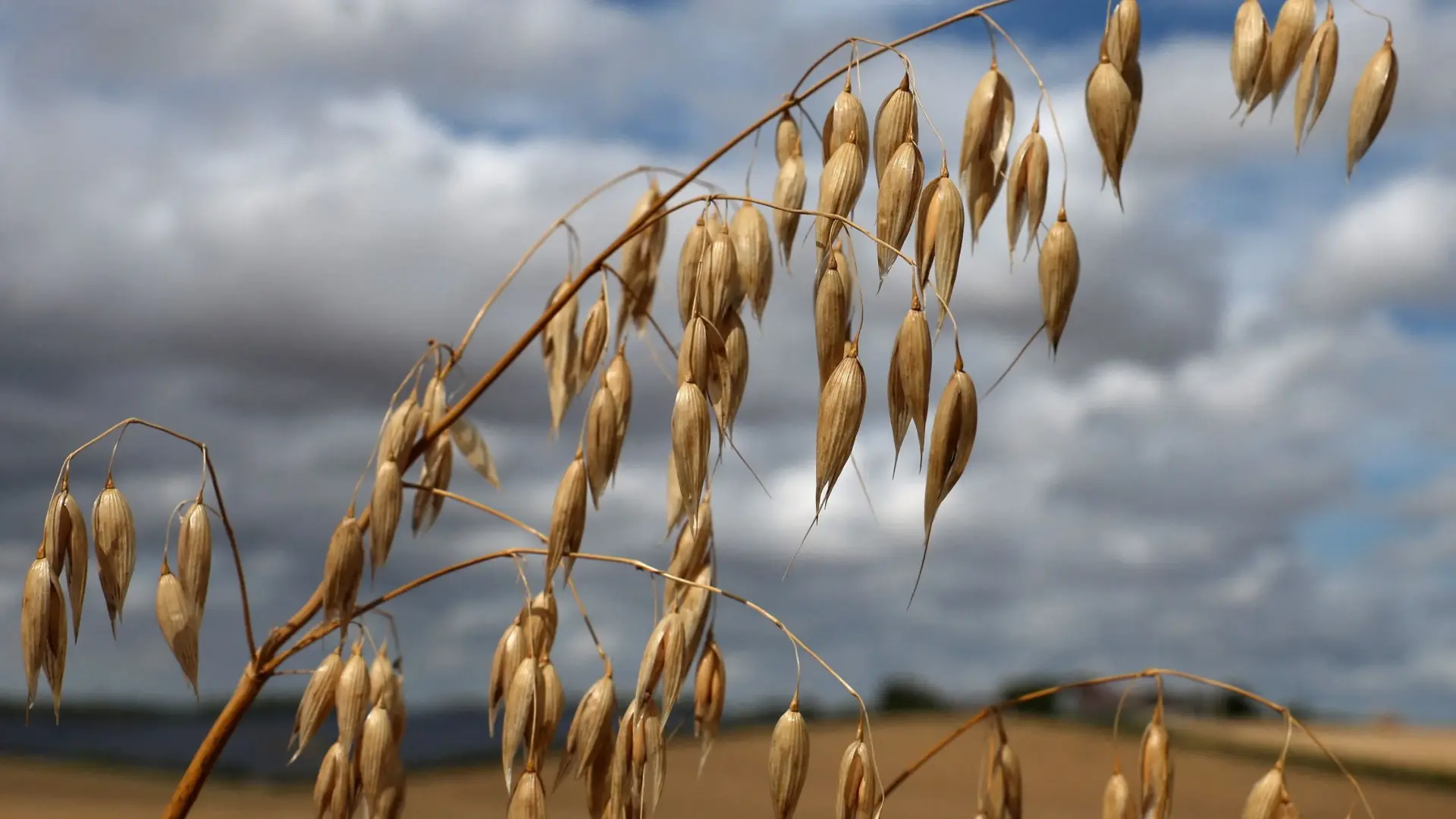 اللون البني يطغى على إنجلترا بسبب الجفاف (رويترز) اللون البني يطغى على إنجلترا بسبب الجفاف (رويترز)