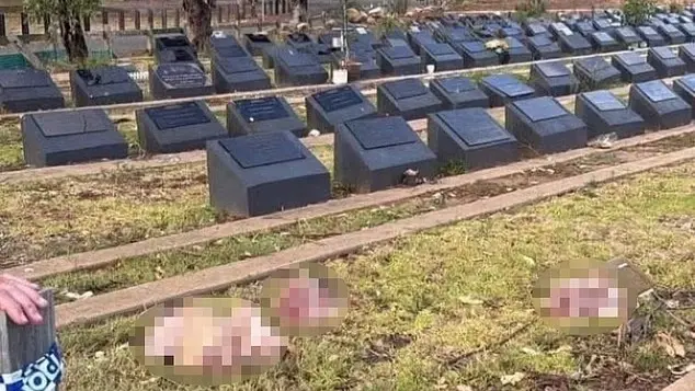 بعد هجوم بوندي.. العثور على رؤوس خنازير فوق قبور مسلمين في سيدني