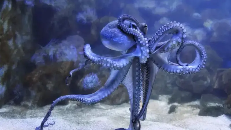 غواص مصري يوثق مواجهة نادرة بين أخطبوطين في أعماق البحر الأحمر