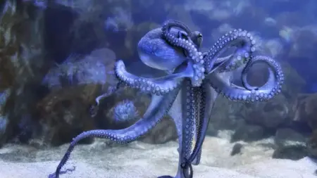 related_news_inside_blogsغواص مصري يوثق مواجهة نادرة بين أخطبوطين في أعماق البحر الأحمر