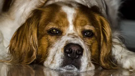 related_news_inside_blogsليس بالشعر فقط.. الكلاب تؤثر على هواء المنزل