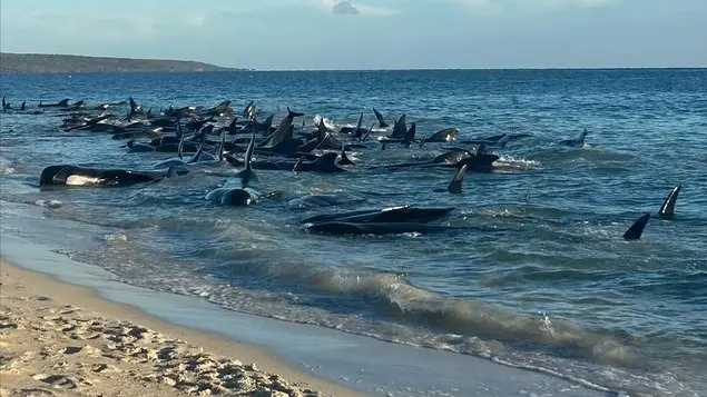 فيديو - جنوح حوالي 100 حوت طيار على سواحل غرب أستراليا