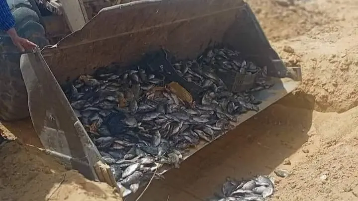 بعد حملة مقاطعة الأسماك في مصر.. هل اتجه التجار لإتلاف الأسماك؟