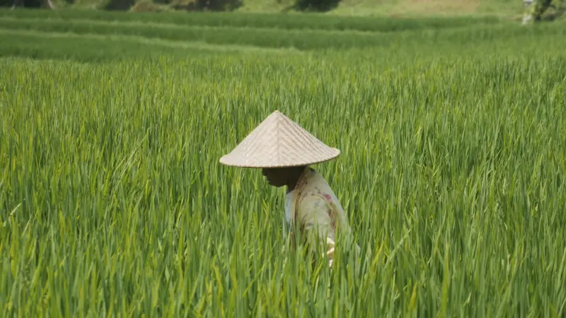 تغير المناخ يجعل الأرز ساما.. مخاطر صحية مثيرة للقلق