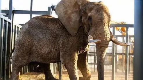 حديقة جنوب إفريقيا الوطنية للحيوانات تطلق سراح آخر فيل لديها