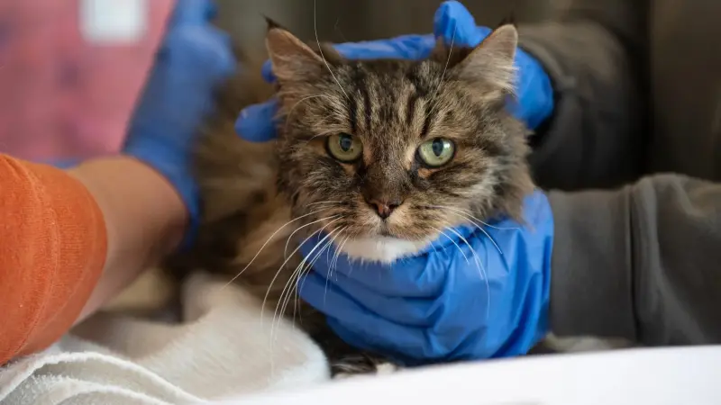 صور - نجاة قطة ووفاة مالكيها بعد سقوطهم في واد عمقه 115 مترا