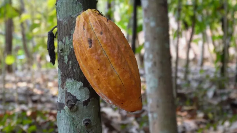 هل تقلل الشوكولاتة من أعراض الشيخوخة؟