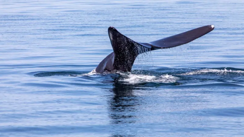 فيديو - حوت يبتلع شخصا لثوان ثم يقذفه دون أن يصاب بأذى