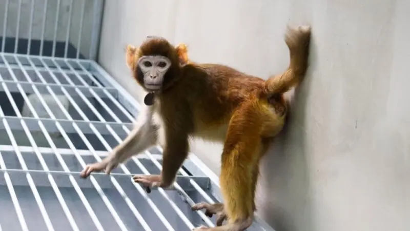 فيديو - ريترو.. أول قرد مستنسخ باستخدام طريقة حديثة