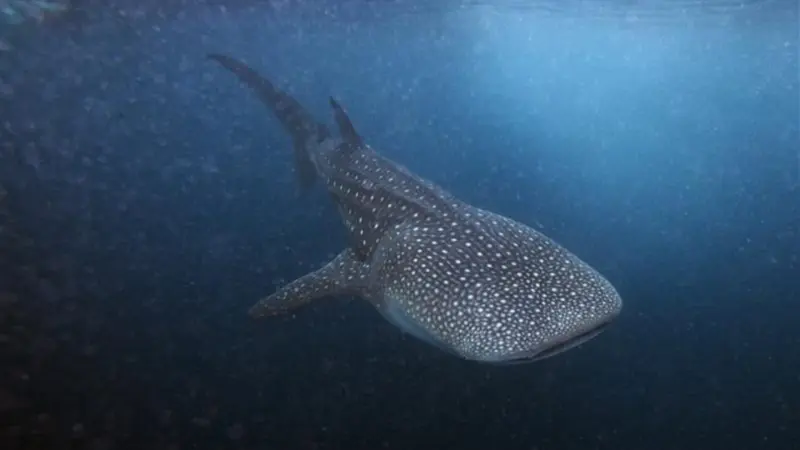 ما حقيقة ظهور قرش على شواطئ دهب المصرية؟